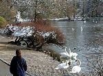 Jochen Mensing: Schw�ne am Anlagensee in T�bingen im Winter